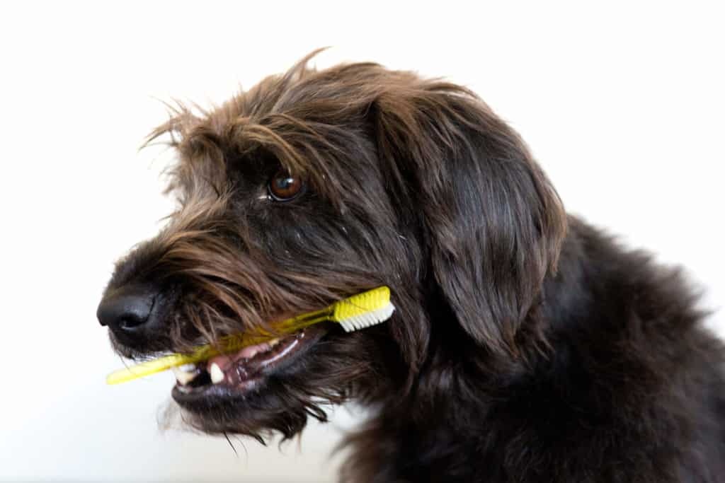 Kieferorthopädische Prophylaxe Praxis Dr. Schreiber